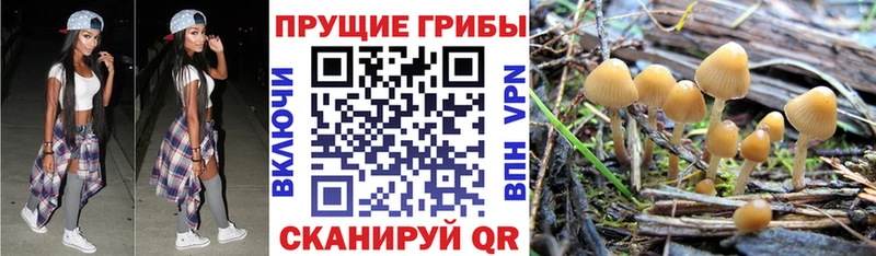 Псилоцибиновые грибы Psilocybine cubensis  Купить  Высоцк 